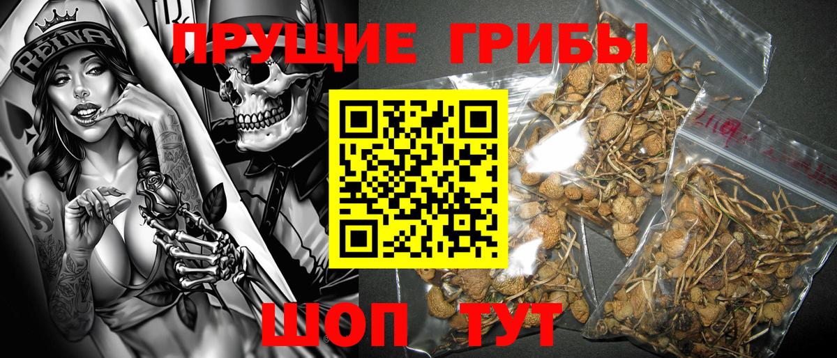 Псилоцибиновые грибы Psilocybine cubensis Сегежа